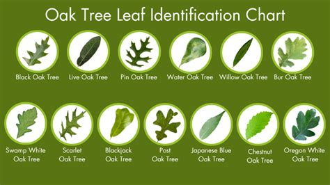 Oak Tree Leaf Identification - Treeier