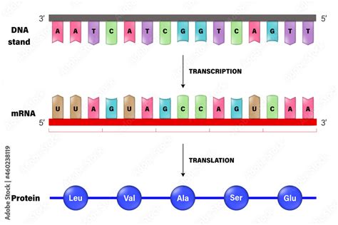 Image result for Translatie RNA