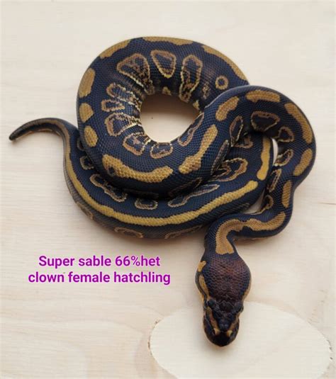 Large Ball Python に対する画像結果