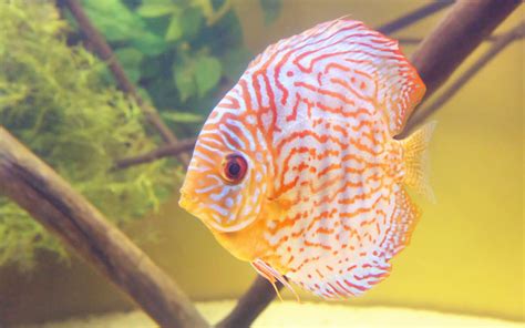 Image result for Discus Fish Food