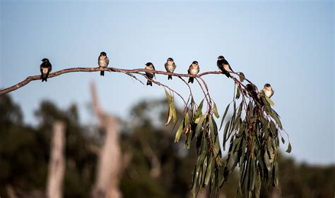 Image result for Murray River Python