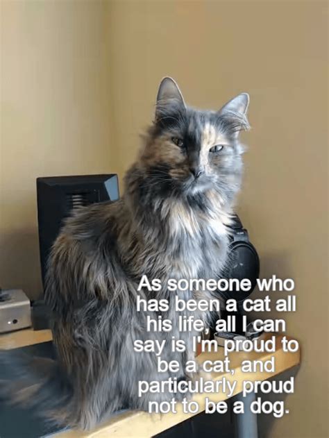 Image result for Proud Cat Meme