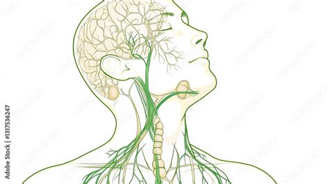 Tissue Fluid Creation માટે ઇમેજ પરિણામ