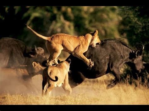 Pictures of Predators に対する画像結果