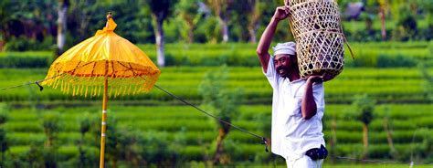 Image result for Insula Bali