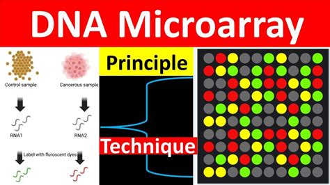 DNA Microarray に対する画像結果