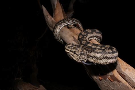 Image result for Murray River Python