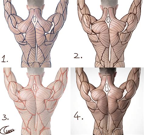 Image result for Proko Hand Anatomy