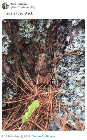 Image result for Toad Stacking