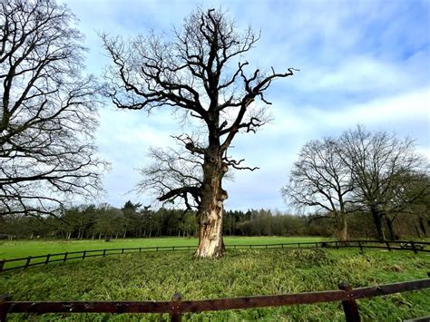 Toradh íomhá ar Dikke Bij
