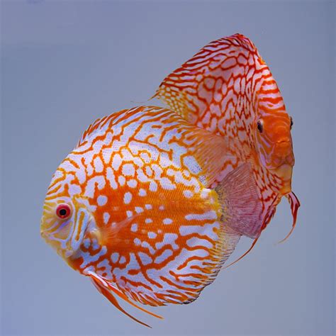 Image result for Red Turquoise Discus