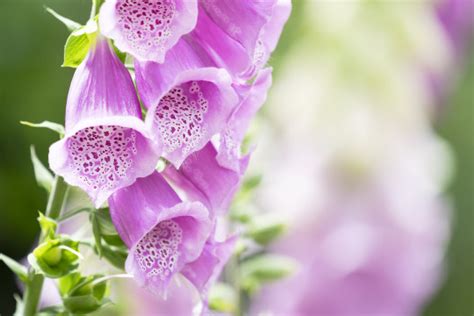 Image result for Bing Web Search API