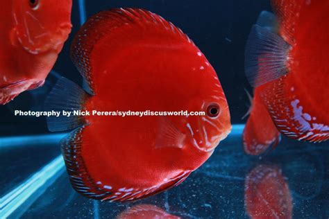 Image result for NingXia Red Discus