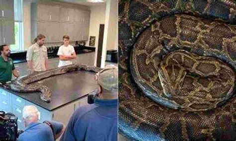 Image result for The Biggest Reticulated Python