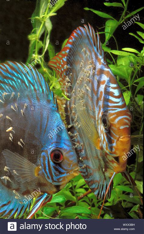 Image result for Discus Fry