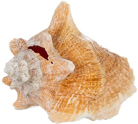Image result for Purchase Conch Shell