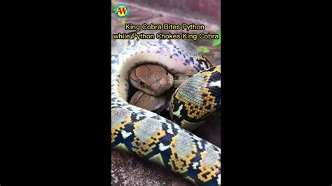 Toradh íomhá ar Python Anaconda Fight