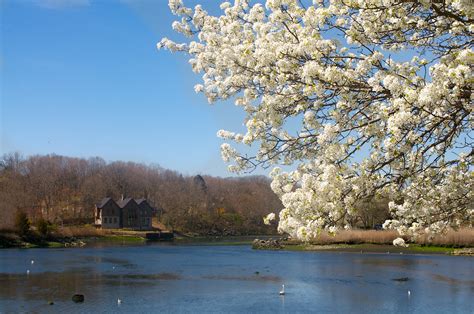 Image result for Winter/Spring Trees