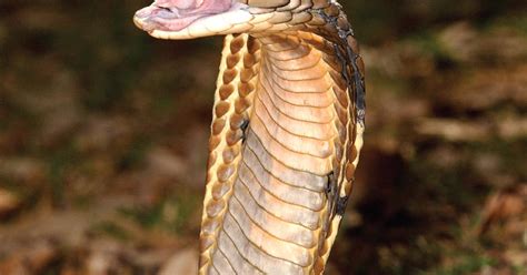 Image result for King Cobra