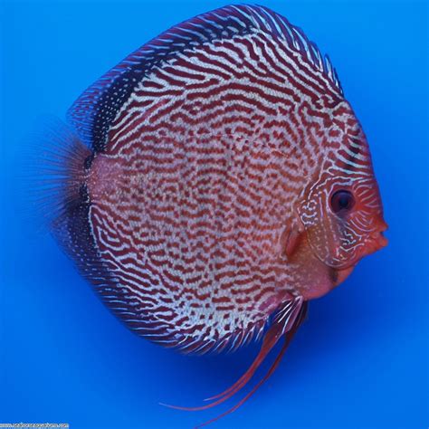 Image result for NingXia Red Discus