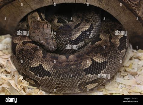 Image result for Python Snake Cage