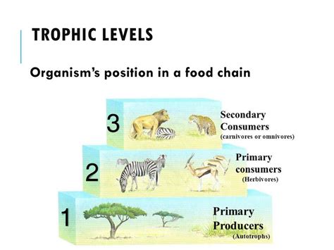 Image result for Trophic Levels Examples