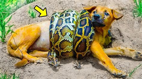 Afbeeldingsresultaten voor Python by Mam