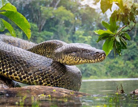 Anaconda Python Snake に対する画像結果