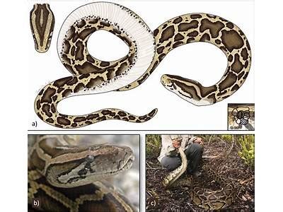 Image result for Python Scientific Name