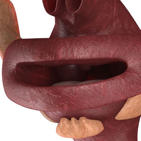 Parts of Digestive System 3D Model に対する画像結果