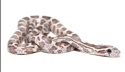 Image result for Lavender Corn Snake