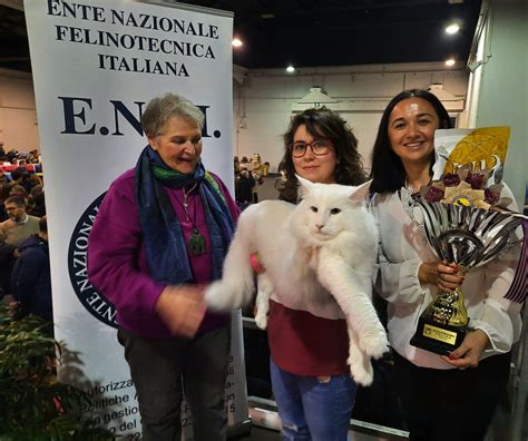 Image result for Mondo Flessen