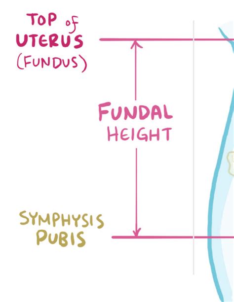 Image result for Female Reproductive System Fetus