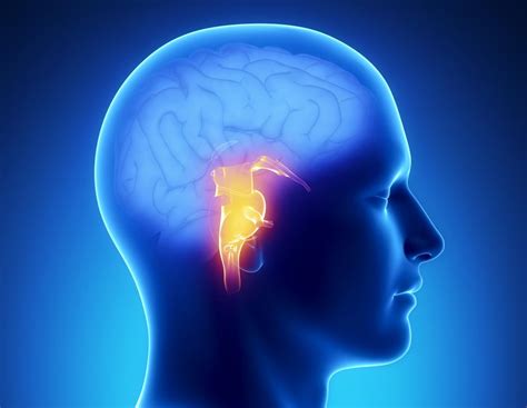 Image result for Brain Stem Compression