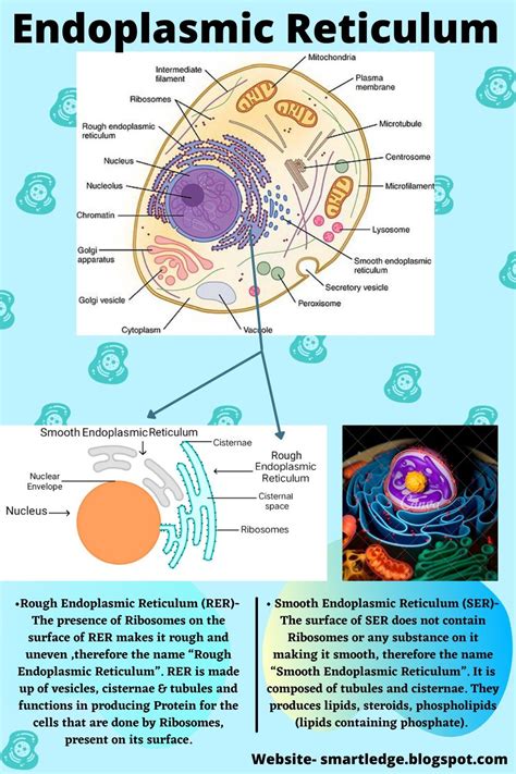 Image result for Organelle Structure and Function