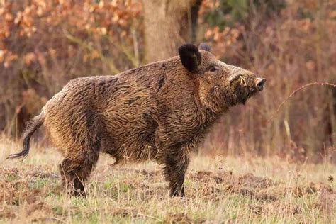 Afbeeldingsresultaten voor Hunting Animals