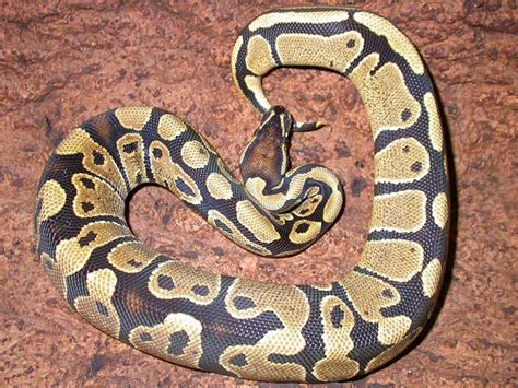 Image result for Disco Ball Python