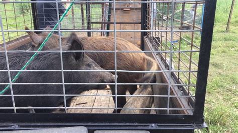 Toradh íomhá ar Loading Wild Hogs