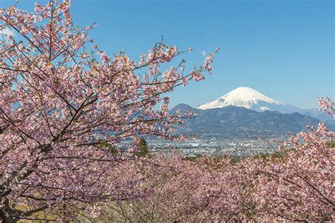 Image result for Winter/Spring Trees