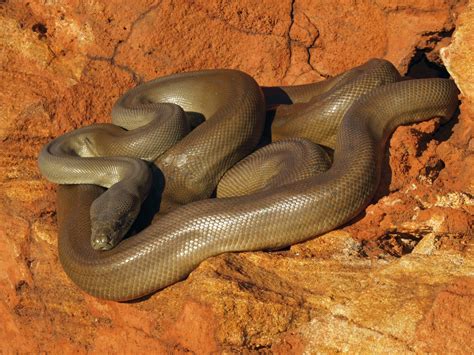 Python Scientific Name에 대한 이미지 결과