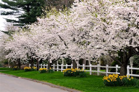 Image result for Winter/Spring Trees