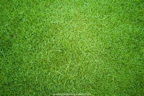 Grass Material 3DS Max に対する画像結果