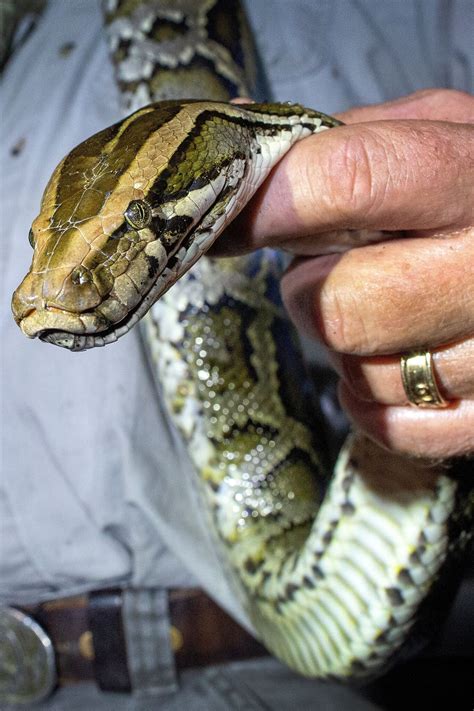 Toradh íomhá ar Handling Burmese Python