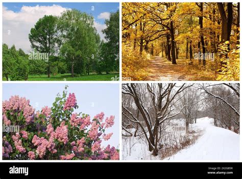 Image result for Winter/Spring Trees
