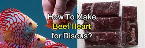 Discus Food Beef Heart に対する画像結果