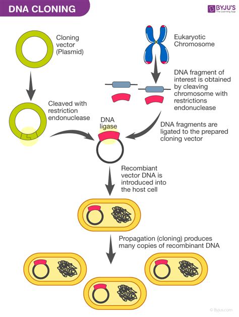 Image result for Different Types of Cloning