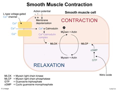 Latch Mechanism Smooth Muscle に対する画像結果