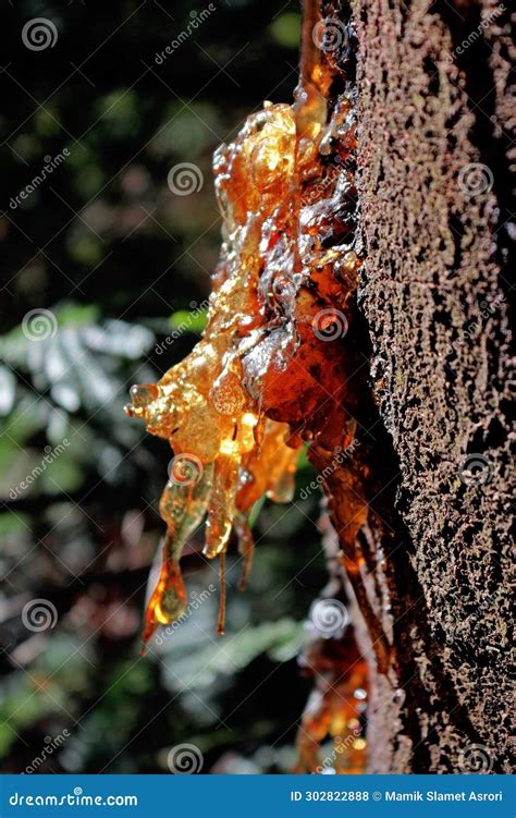 Cold SAP Exploding in Trees に対する画像結果