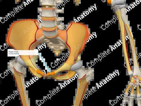 Genital Tubercle に対する画像結果