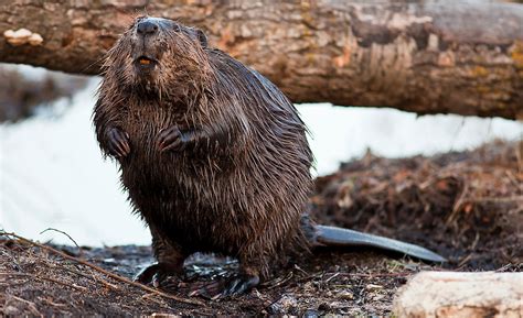 Image result for Nature Roblox GFX